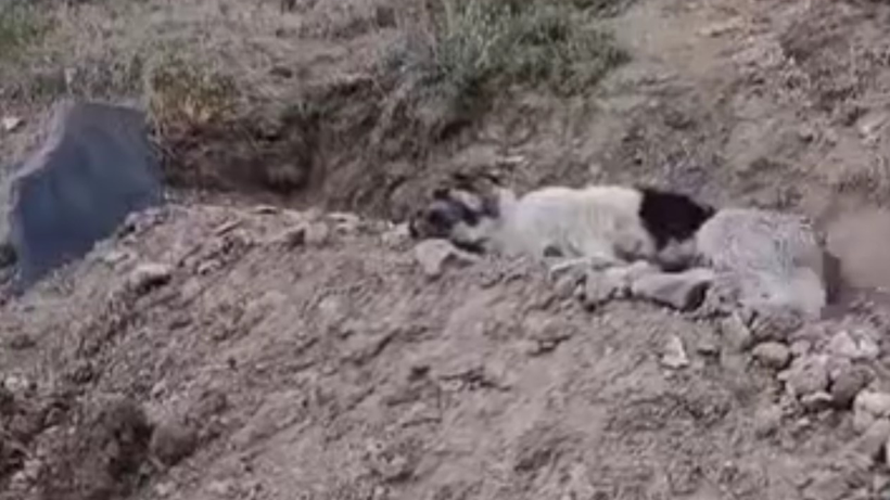 Vefası Yürekleri Yakan Köpeği Sahiplenen Ceylan Ertem’den Acı Feryat! 'Ne Olur' Dedi, Tek Bir Şey İstedi - Resim : 3