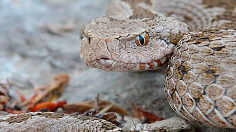 Burası Amerika Değil Türkiye! O İlimizde Yılanlar Tarlaları İstila Etti: Çiftçilerin korunma yöntemi ise pes dedirtti - Resim: 2
