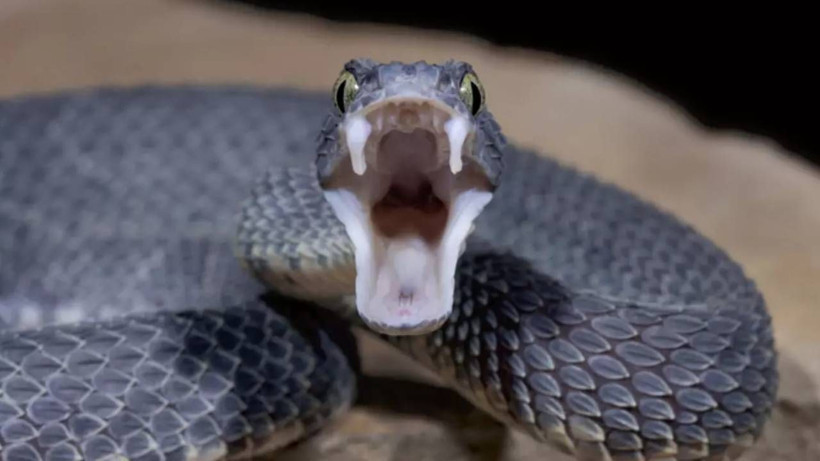 Burası Amerika Değil Türkiye! O İlimizde Yılanlar Tarlaları İstila Etti: Çiftçilerin korunma yöntemi ise pes dedirtti - Resim: 1