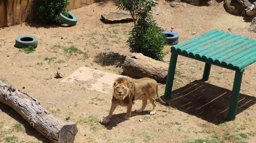 Hayvanat Bahçesi Sahibinden Şoke Eden Teklif! 'Evcil Hayvanlarınızı Yırtıcılarımız İçin Bize Verin' - Resim : 1