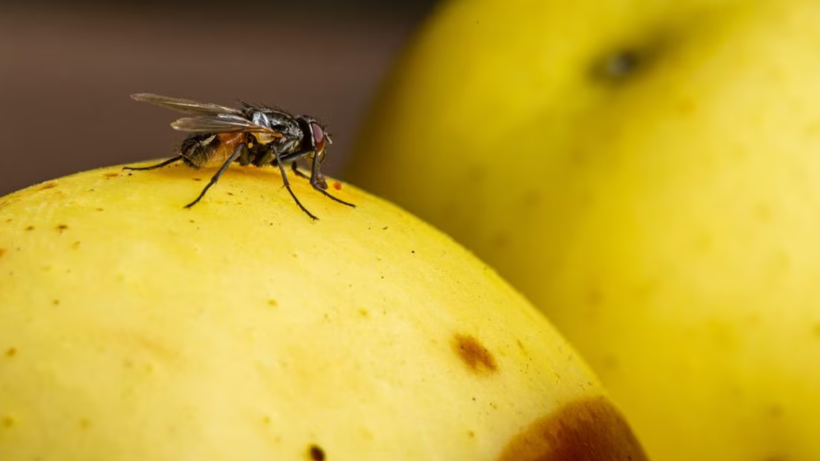 Sineğin Konduğu Yiyecek Tüketilir mi? Uzmanlardan Hayati Uyarı - Resim : 1