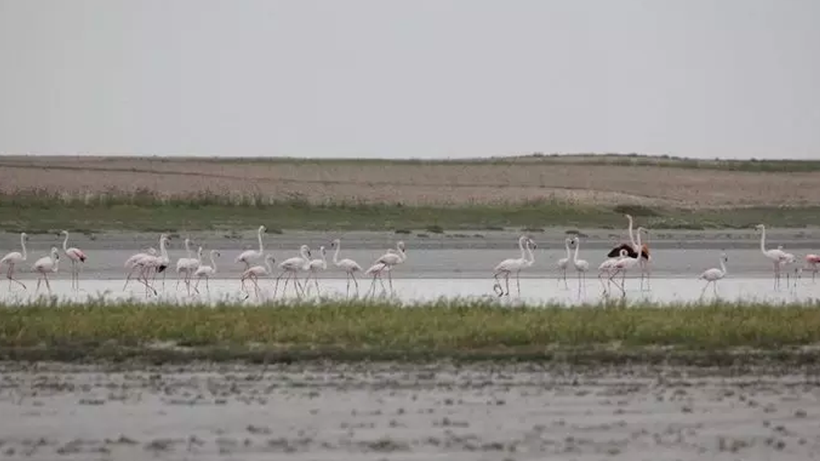 Zeytinliklerden Sonra Rant Uğruna Bir Katliam Daha! 'Cennet'in Kapısı Siyanüre Açılıyor… Altın Uğruna Büyük Kıyım - Resim : 1