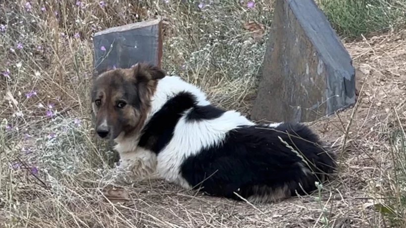 Ceylan Ertem’i Ağlatan Kavuşma! Vefalı Dost Yeni Yuvasında, O Güldü, Türkiye Güldü - Resim : 2
