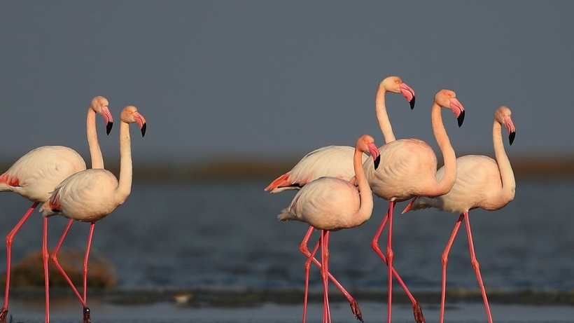 Zeytinliklerden Sonra Rant Uğruna Bir Katliam Daha! 'Cennet'in Kapısı Siyanüre Açılıyor… Altın Uğruna Büyük Kıyım - Resim : 3