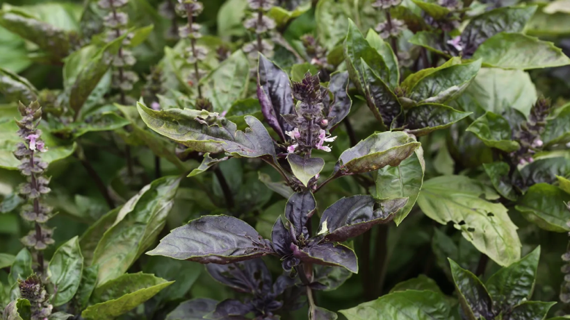 Mor Altında Hasat Başladı! En İyisi O İlçede: Yılda 4 Kez Hasat Edilip 1500 Liradan Satılıyor, Yurt Dışından Talep Yağıyor - Resim : 1