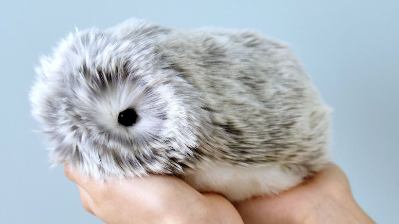 Ne Mama Ne Su İstiyor! Japonların Yeni Evcil Hayvan Çılgınlığı: 4 Milyondan Fazla Kişiliğe Sahip - Resim : 1