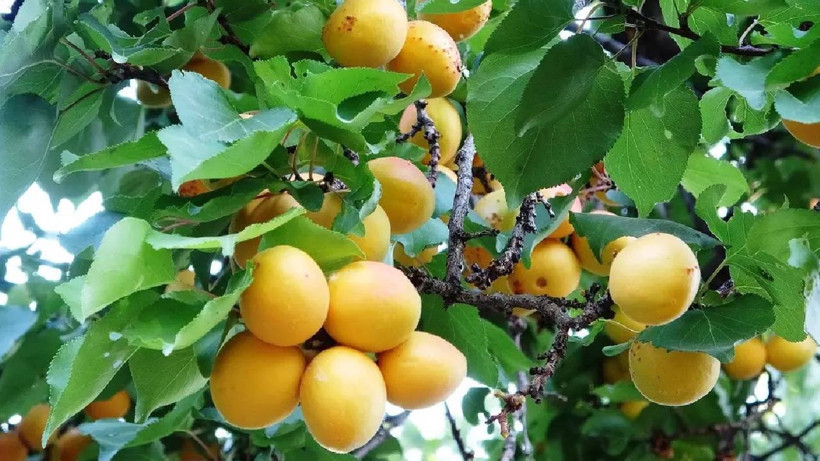 Ağaçlar Taştı, Tepsiler Doldu! Güneşte Yakıyorlar, Kilosunu 300 TL'ye Satıyorlar - Resim : 4