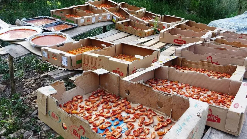 Ağaçlar Taştı, Tepsiler Doldu! Güneşte Yakıyorlar, Kilosunu 300 TL'ye Satıyorlar - Resim : 2