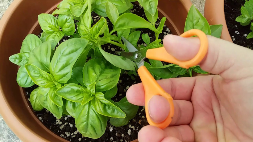 Saksıda Bile Yetişiyor, 4 Mevsim Hasat Ediliyor! Getirisi Bir Haneyi Doyuruyor - Resim : 1