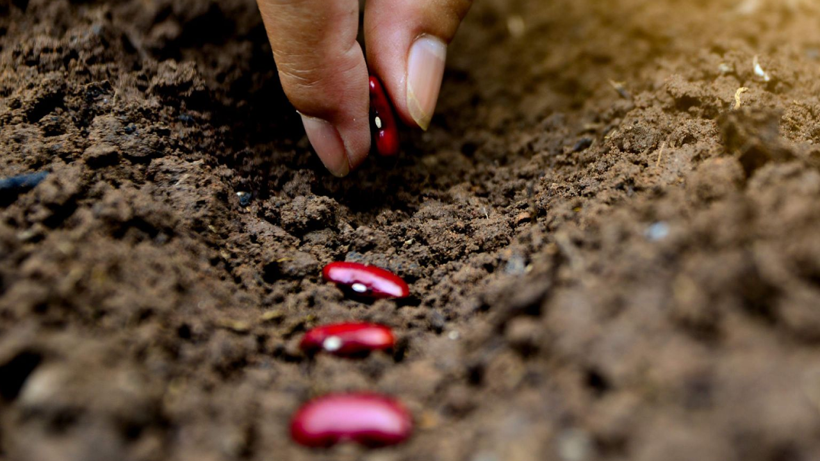 Ağustos Ayında Ekilebilecek 5 Bitki! Sonbaharın Sonuna Kadar Hasada Doyacaksınız - Resim : 1
