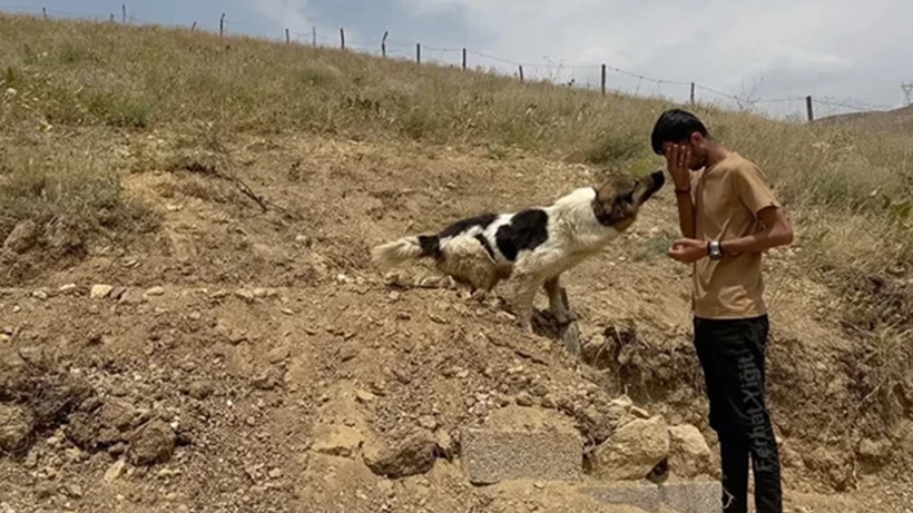Türkiye’nin Konuştuğu Vefalı Dost 'Heval' Bu Kez Mutluluktan Ağlattı! Ceylan Ertem Paylaştı, Hüzünlü Bakışlar Gitti Yerine Gülen Yüz Geldi - Resim : 1