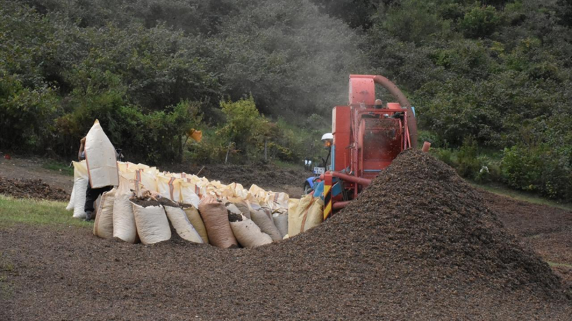 Hasat Zamanı Ortaya Çıkıyorlar, Saatte 4 Bin 500 TL Kazanıyorlar! - Resim : 1