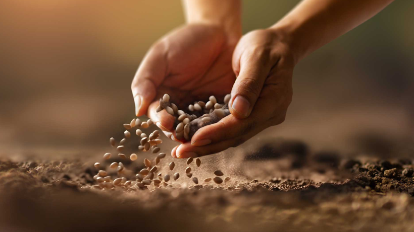 Eylül Ayında Hangi Bitkiler Ekilir? Baharda Çiçeğe, Yazın Meyveye Doyacaksınız - Resim : 1