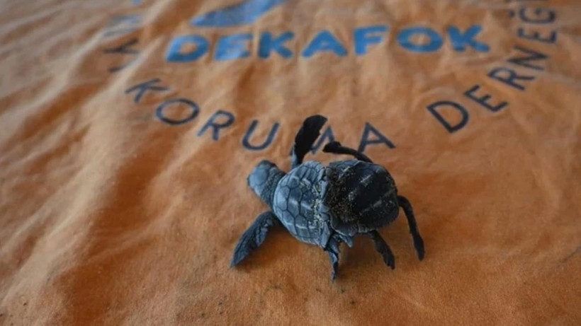 Bilim Dünyasını Heyecanlandıran Keşif! Türkiye’de İlk Kez Görüldü - Resim : 2