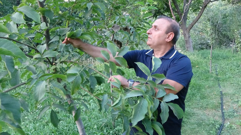 Zirai Don Tüm Meyveleri Yaktı, Bir Tek Onu Etkilemedi: Soğuğa Dayanıklı ve Getirisi Çok Yüksek! - Resim : 1