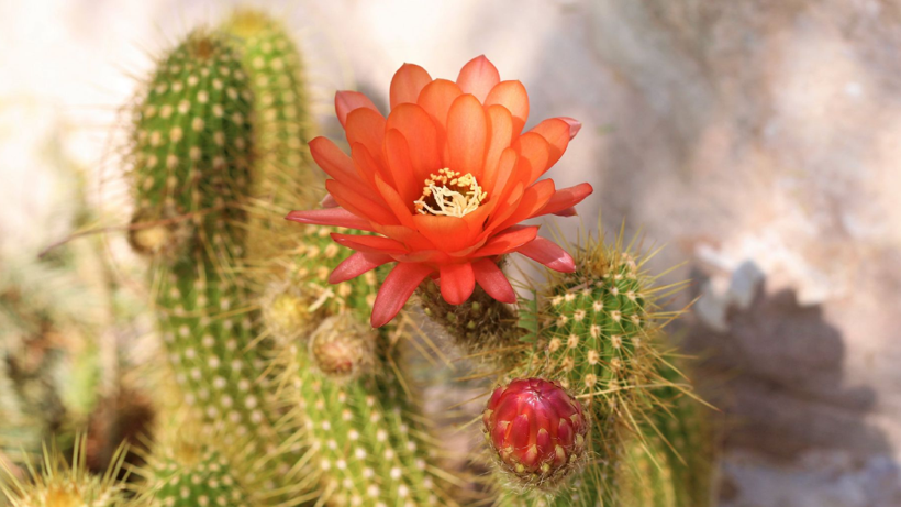 Kaktüsleri Çiçekle Donatıyor, 1 Damlası Yetiyor! Her Evde Bulunuyor - Resim : 1