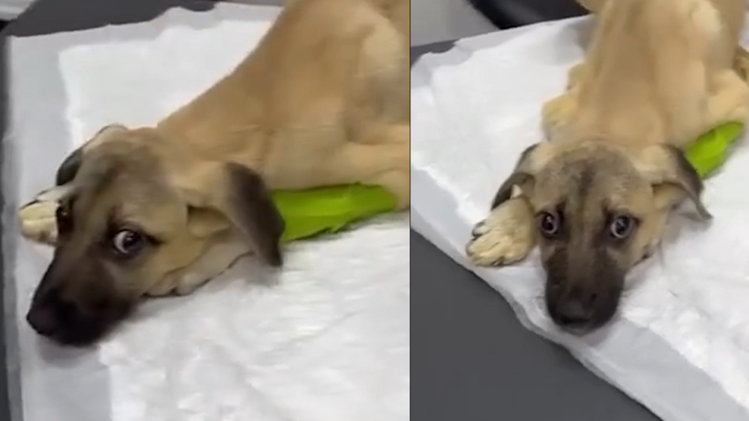 Sivas’ta Dakikalarca Darp Edilen Mucize’nin Sağlık Durumu Nasıl Oldu? Minik Patileriyle Hayata Tutunan Minik Savaşçı - Resim : 2