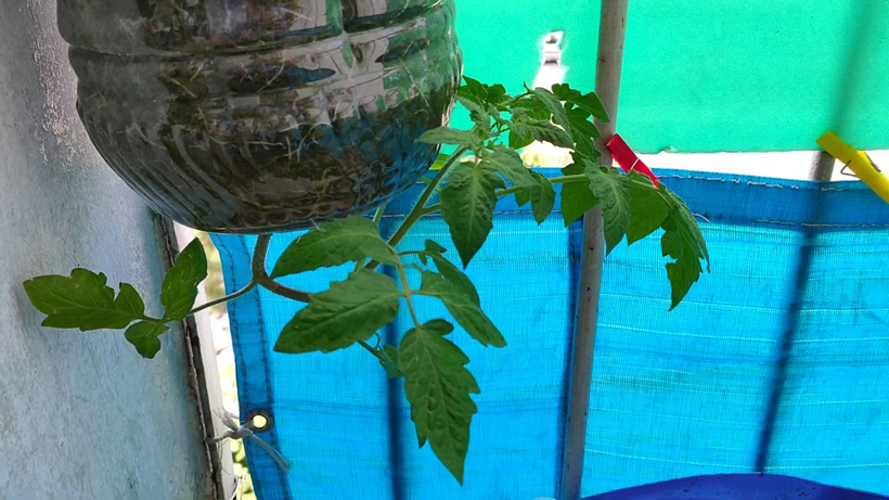 Pet Şişeyle Üretti, Hasat Üstüne Hasat Etti! Verim 2 Kat Arttı - Resim : 1