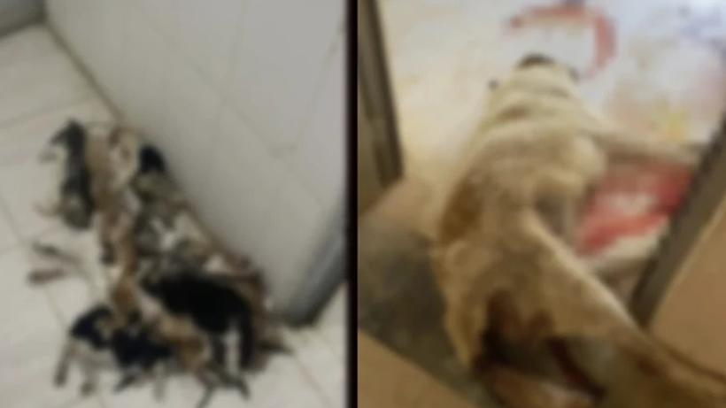 'Sokağın Ruhu' Eksiliyor!  Köşe Başında Bekleyen Masumlar Arnavutköy’de Toplanmaya Başladı - Resim : 3