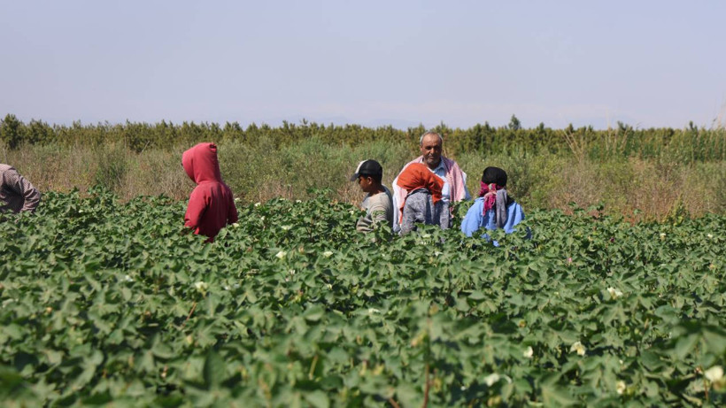 45 Derece Sıcağın Altında Çalışan 'Çocuk İşçiler'... '650 Liraya Sadece Çikolata Alınıyor' - Resim : 1