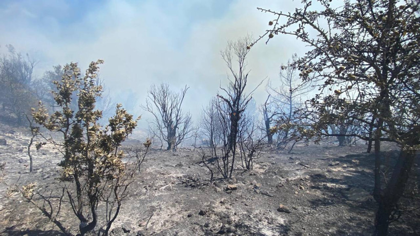 İzmir ve Muğla'da Orman Yangını! Ekipler Müdahale Ediyor - Resim : 1