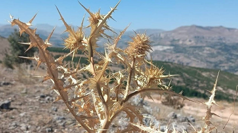 Bedava Toplanıyor, 10 Bin TL'ye Satılıyor! Kökünden Süt Fışkırıyor, Bulanı Zengin Ediyor - Resim : 2