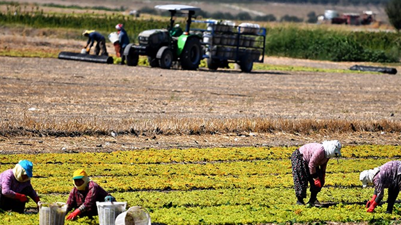 Tarımda Yeni Dönem! Tarlası Olan Herkesi İlgilendiriyor, Hasat Öncesi Sürpriz Düzenleme Yarın Başlıyor - Resim : 1