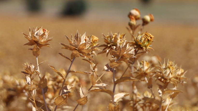 1 Damla Su İstemeyen Bereketli Hasat Başladı! Kozmetikten Yeme Kadar Kullanılıyor - Resim : 1