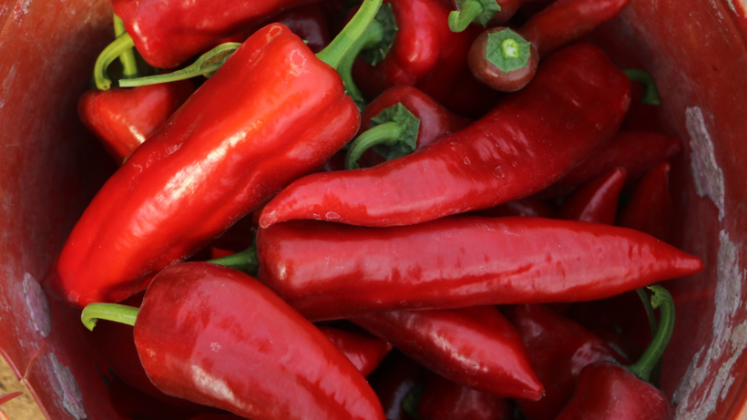 Yaz-Kış 6 Kez Hasat Ediliyor, Eken Köşeyi Dönüyor! Sadece O İlçede Verimi Rekor Kırıyor - Resim : 1