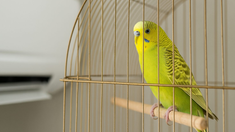 Muhabbet Kuşunu Konuşturmak İşte Bu Kadar Kolay! Kuşunuz Kısa Sürede Bülbül Gibi Şakımaya Başlıyacak - Resim : 1