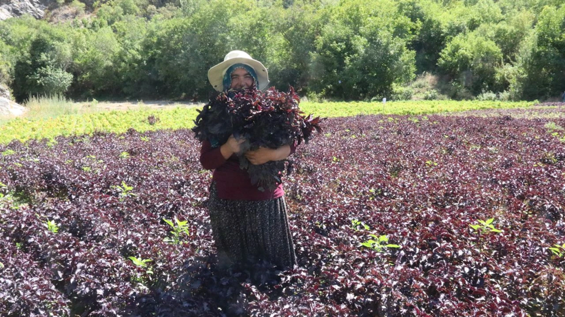 Vadi'de Bereketli Sezon Başladı: Yılda 5 Kez Hasat Edilebiliyor! Yabancılar Sıraya Giriyor, Kapış Kapış Alıyor - Resim : 1