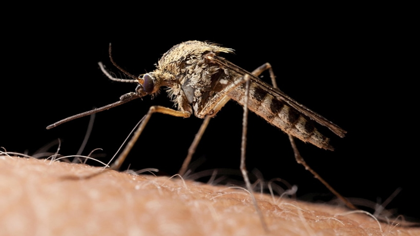Sivrisineklerin Taşıdığı Tehlikeli Virüs Dünya Genelinde Yayılıyor - Resim : 1