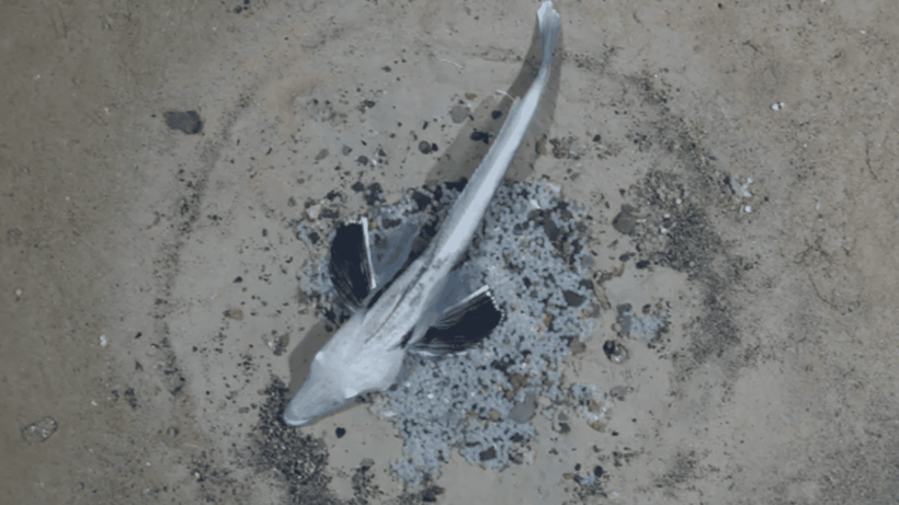 Bilim İnsanları Hayrete Düştü! 'Kristal Kan'a Sahip Oldukları Ortaya Çıktı! Sadece O Bölgede Yaşıyor - Resim : 1