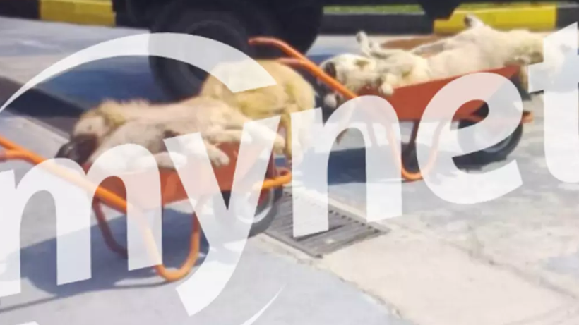 Yine Barınak Yine Katliam! Onlarca Köpek, Öldürüp Çöp Arabasına Attılar - Resim : 1