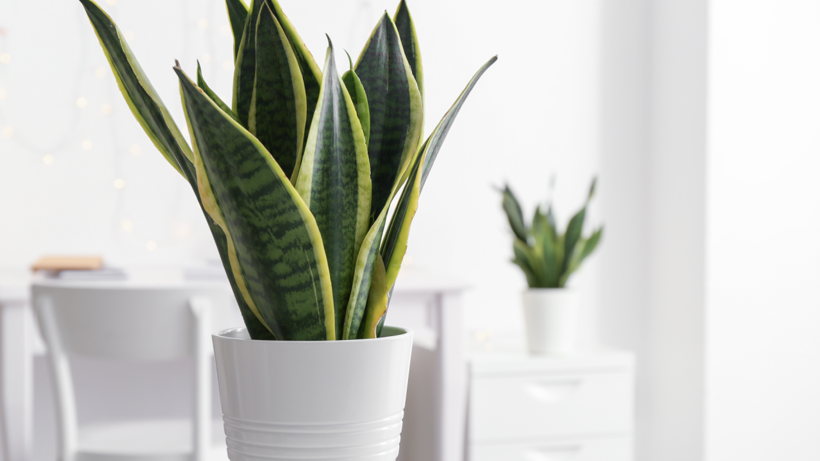 NASA Onayladı: Evdeki Nemi Küfü Rutubeti Sünger Gibi Çekiyor! 1 Saksı Yetiyor - Resim : 1