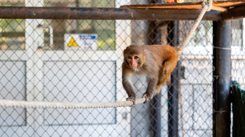 Bir Esaretten Başka Bir Esarete! Görüntüleri Yürekleri Sızlatan Maymun 'Koruma' Altında - Resim : 2