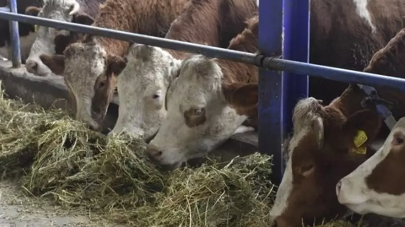 Besicilerin Kabusu Dirildi! 69 Köyde Acil Karantina Başladı, Hayvan Giriş-Çıkışı Artık Yasak - Resim : 3