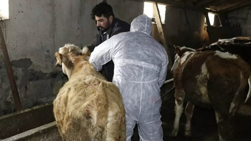 Besicilerin Kabusu Dirildi! 69 Köyde Acil Karantina Başladı, Hayvan Giriş-Çıkışı Artık Yasak - Resim : 1