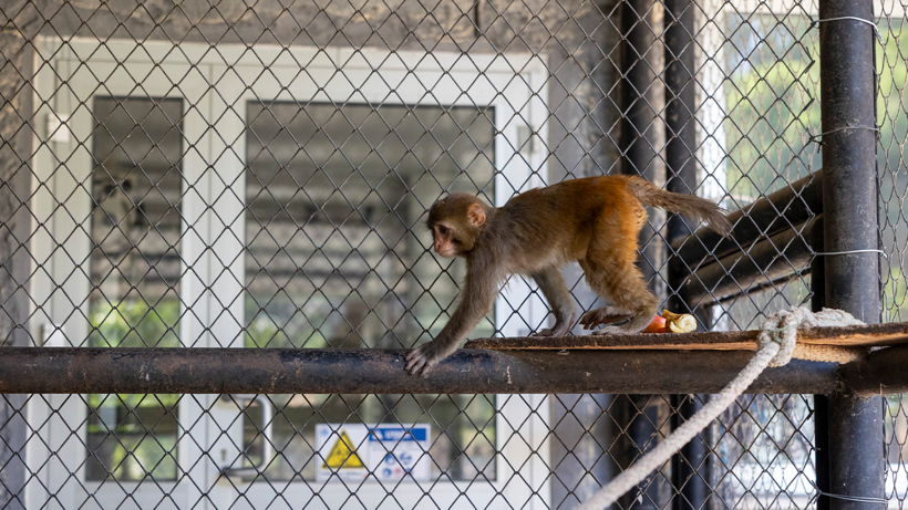 Bir Esaretten Başka Bir Esarete! Görüntüleri Yürekleri Sızlatan Maymun 'Koruma' Altında - Resim : 4