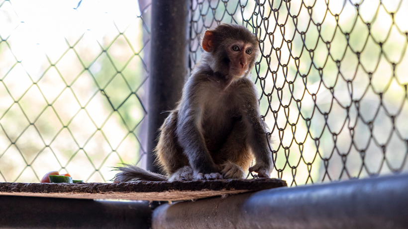 Bir Esaretten Başka Bir Esarete! Görüntüleri Yürekleri Sızlatan Maymun 'Koruma' Altında - Resim : 1