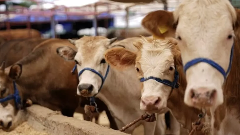 Besicilerin Kabusu Dirildi! 69 Köyde Acil Karantina Başladı, Hayvan Giriş-Çıkışı Artık Yasak - Resim : 2