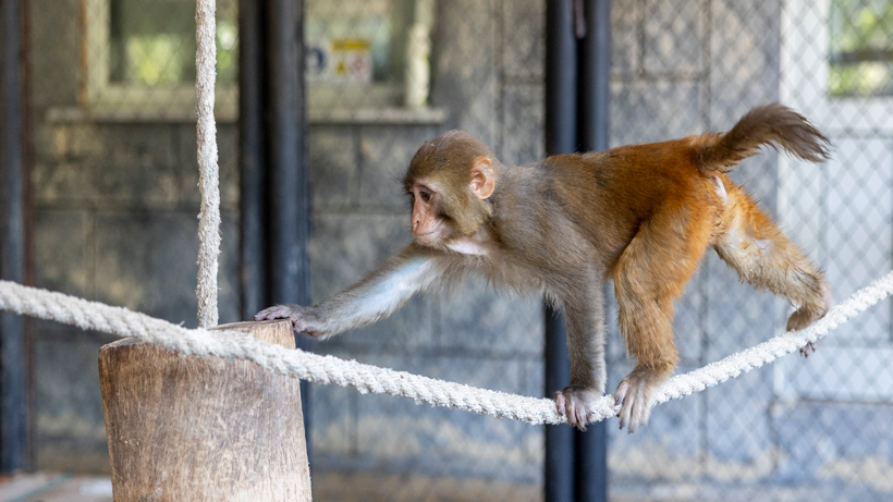 Bir Esaretten Başka Bir Esarete! Görüntüleri Yürekleri Sızlatan Maymun 'Koruma' Altında - Resim : 3