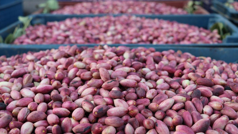 Tarlasına Eken Hasada Doymuyor, Paraya Para Demiyor! Yüzde 500 Zamlandı, Kilosu 700 Liraya Çıktı - Resim : 1