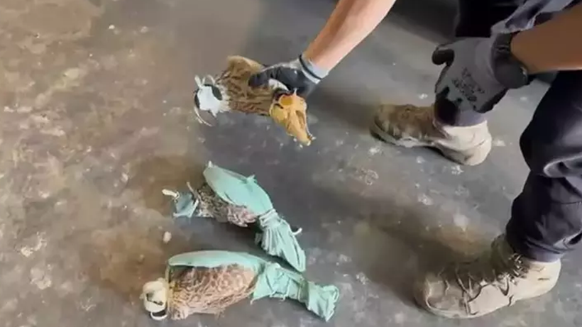 Yine Gümrük Yine ‘Hayvan’ Skandalı! ‘Ölüm Kutusu’nda Yürek Dağlayan Yolculuk… Korkudan Birbirlerine Sarıldılar - Resim : 1