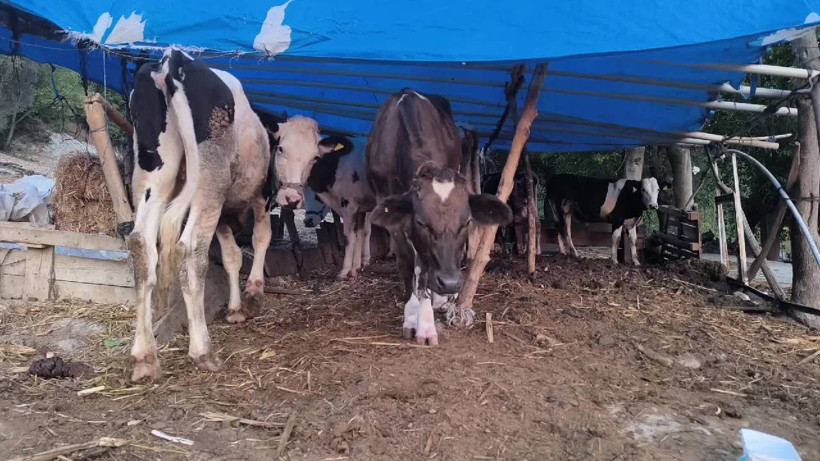 Üç Gün Hastalığı Kabusu! Köylerde Herkes Panik! Can Kaybı Artıyor - Resim : 2