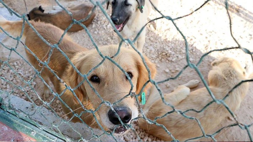 Gaziantep’te Neler Oluyor? Kan Donduran İddia: '60 Bin Köpeği Vahşi Hayvanlara Canlı Canlı Yem Ettiler' - Resim : 4