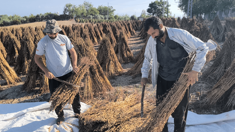 Susam Üreticisi Can Çekişiyor! Maliyet Arttı, Fiyat Düştü, Hesaplar Tutmuyor - Resim : 3