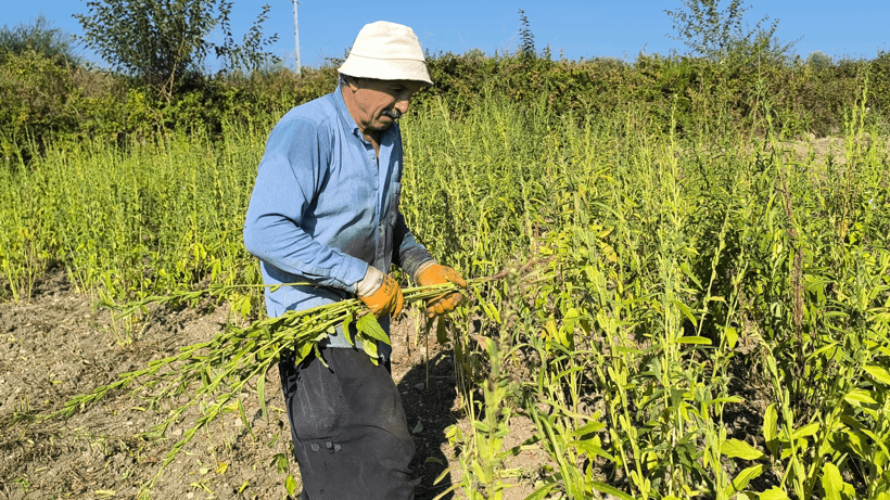 Susam Üreticisi Can Çekişiyor! Maliyet Arttı, Fiyat Düştü, Hesaplar Tutmuyor - Resim : 2