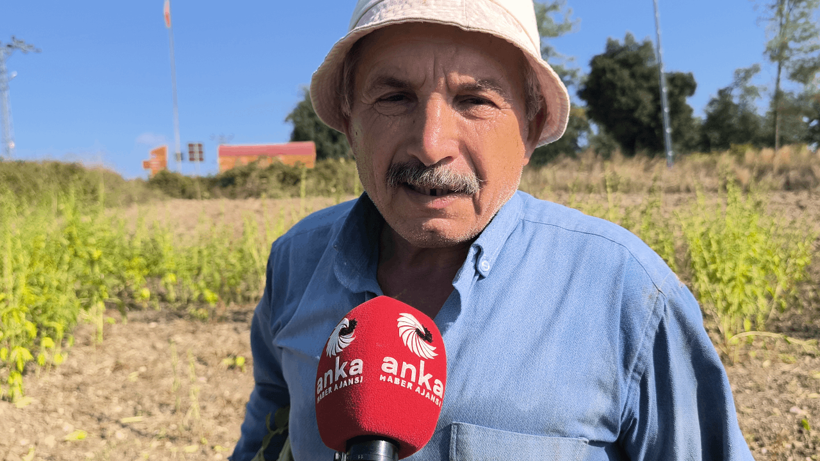 Susam Üreticisi Can Çekişiyor! Maliyet Arttı, Fiyat Düştü, Hesaplar Tutmuyor - Resim : 4