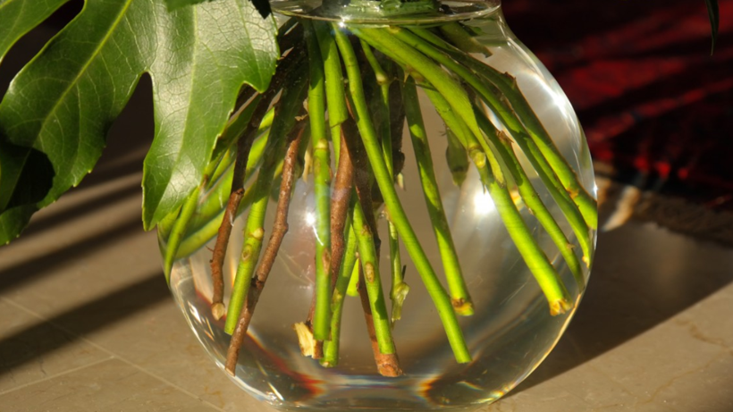 Çiçeklerin Vazoda Daha Uzun Dayanması İçin Gerçekten İşe Yarayan Yöntemler: İnternetteki Popüler Tüyolar Test Edildi - Resim : 1